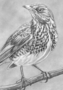ORIGINAL ACEO sketch card MINIATURE graphite drawing FIELDFARE bird