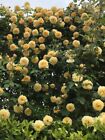 20 SEEDS for Light Yellow RARE CLIMBER climbing Rose flower exotic USA Seller