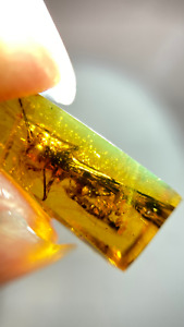 Burmese burmite Cretaceous rare big locust insect fossil amber Myanmar