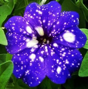100 Starry Sky Blue Petunia Seeds Petunia hybrida