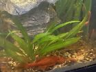 Super Red Pleco Bristlenose bushynose  (1.5+ inch)  live fish tank bred catfish