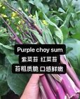 300+Purple Choy Sum seeds Hon-Tsai Tai Kosaitai Flowering Cabbage 300多粒（紫）红菜苔种子