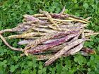 Bean Seeds- Dragon Tongue Heirloom bush bean- 75 seeds