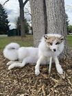 Snow Glow Rare White Fox Pristine Taxidermy Soft Mounted With Armature (posable)