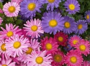 SINGLE MIX ASTER FLOWER SEEDS FREE SHIPPING 50 FRESH SEEDS