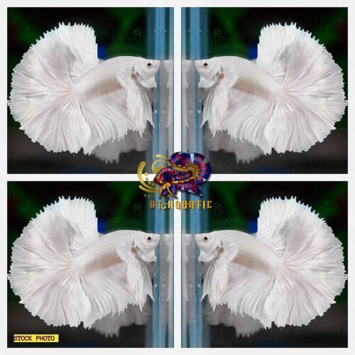 Live Betta Fish High Quality MALE Halfmoon Platinum White Dumbo -  USA Seller