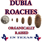 Dubia Roaches | Small, Medium, Large |  Live Arrival & FREE SHIPPING NATIONWIDE!