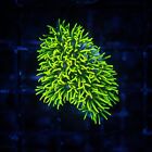 Coral Frag: Green Star Polyp PEST FREE Culture LIVE GUARANTEE