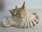 Huge Queen Conch Sea Shell 8” Unique Medium Natural  Beach Decor Nautical