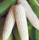 White Sweet Corn - Truckers Favorite - Seeds - Organic - Non Gmo - Heirloom Seed
