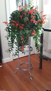 3 x Stems of Colorful Goldfish Red Fish Flowers Houseplant with Roots
