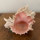 50.44 mm Pink murex conch seashell.   Excellent condition. Beautiful coloring.