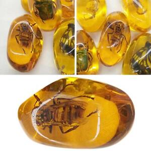 Beautiful Amber Hornet Fossil Insects Manual Polishing  2024 FAST{