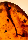 Long Plant Leaf with Lacewing Insect in Burmite Amber Fossil Dinosaur Age