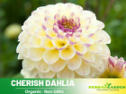 40+ Seeds|  Cherish Perennial Flower Dahlia Seeds  #D031