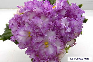 african violet LEAF LE- TSVETOCHNAYA FEYA Ukrainian