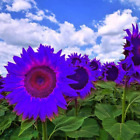 Sunflower Seeds to Plant Purple Sunflower Seeds Ornamental Plant Home Garden Yar