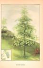 1926 Vintage TREES 