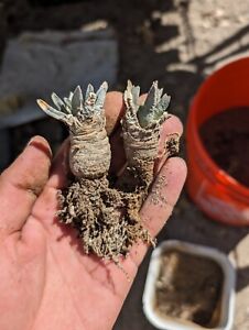 New Listing2 Ariocarpus scaphorostrus Semi Hard Grown No Reserve!!!