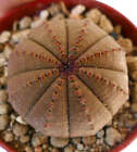 Euphorbia obesa BROWN BODY GEO619 -  - GEO619