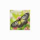 Turner Butterflies 2024 Mini Wall Calendar w