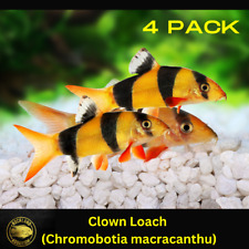4 pack Clown Loach - Chromobotia macracanthus - (4x) Live Fish (3