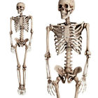 5.6ft/6ft Halloween Horror Skeleton Model Life Size Human Skeleton Party Prop