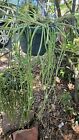 Rhipsalis puniceo-discus- RARE- 4 cuttings 5 inches each. Long draping plant.