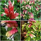 JUSTICIA BRANDEGEANA~RED MAROON SHRIMP PLANTS LIVE PLANTS~ 5 TO 7 INCHES TALL