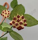 Hoya Polyneura - Fishtail hoya- Starter Plant