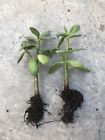 2 Rooted Jade Plant Money Plant Live Plant Ready To Plant No Pot
