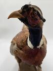 Vintage Ring Necked Large Pheasant Taxidermy Mounted on Wood Talons Feathers 34”