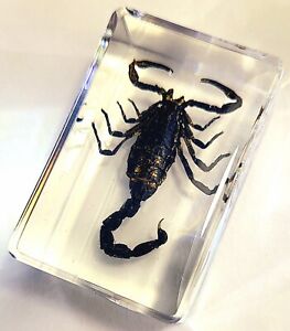 Real 44mm Black Scorpion in Clear Lucite Resin Science Education Specimen Block