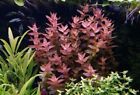 3 Stems Bacopa Colorata live aquarium plants beautiful!!! FREE S/H Rare!!