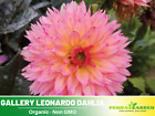 40+ Seeds| Gallery Leonardo  Perennial Dahlia Seeds#D081