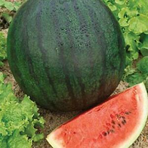 Sugar Baby Watermelon Seeds | Non-GMO | Free Shipping | Seed Store | 1043