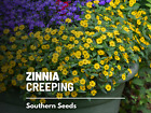 Zinnia, Creeping - 100 Seeds - GMO Free (Sanvitalia procumbens)