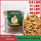 LuckyQworms Mealworms Bulk Dried Mealworms  Non-GMO Mealworm Bird Treats Lot