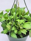 Hoya Burtoniae live rare house plants in 4 inch nursery planted pot