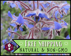 300+ Common Borage Seed, Herb & Flower Gardening Pollinator Plant Seed Packet