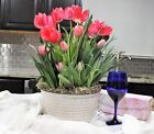 Pre-potted Two Dozen Red Tulips | Indoor Flower Bulb Garden | Ready to Bloom