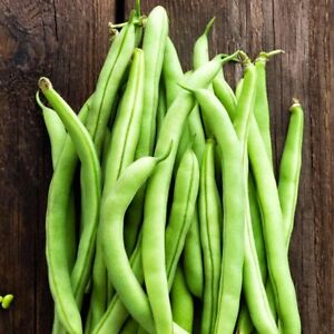 Bean Seeds - Bush, Pinto, Dragons Tongue - Vegetable seeds - USA Grown -Non GMO