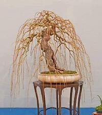 Rare Golden Curls Willow Tree Cutting - Live Tree Plant - Excellent Bonsai