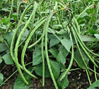 Bush Long Green Bean Seeds | Đậu Đũa Bụi Ngọt | Non GMO