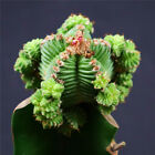 1pc 3-6cm with rootstock Aztekium Valdezii Cactaceae rare cactus cacti