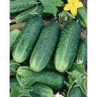 Carolina Cucumber Seeds 50+ Vegetable Garden Pickling NON-GMO USA FREE SHIPPING