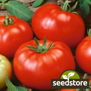 Beefsteak Tomato Seeds | Heirloom / Slicing | Non-GMO | Free Shipping | 1020