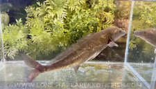 Freshwater Dolphin Fish / Mormyrus cf. longirostris - Live Freshwater Fish