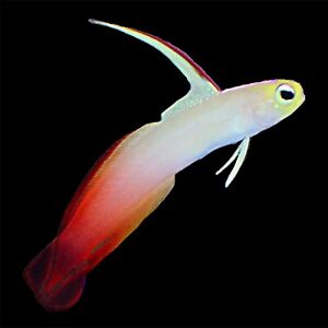 Group Of Four Firefish Goby (Nemateleotris magnifica)  Live Saltwater Fish