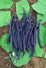Purple Bean Seeds, Velour Purple  Heirloom Bean, Bush  Non-Gmo 25-100 count